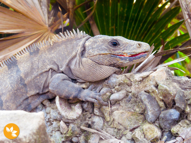 Natureza nas Ruinas Maias