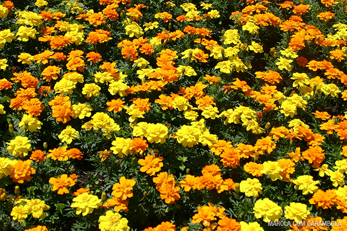 Flores do Solo Sagrado Flores do Solo Sagrado