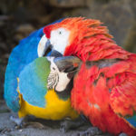 O Zoológico de Gramado