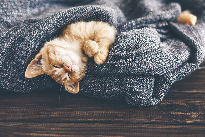 Vou viajar! E agora, cat sitter ou pet hotel? © shutterstock