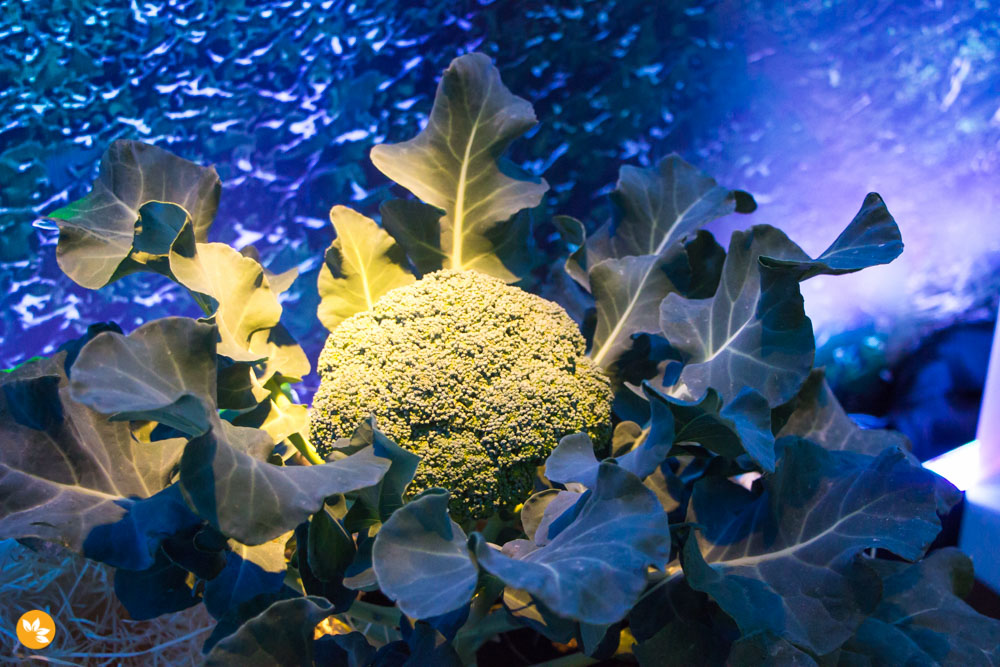 Broccoli Consumption Conference