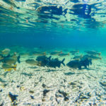 Piscina de água natural cheia de peixes no Balneário Estivado